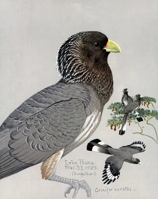 Eastern Plantain-eater