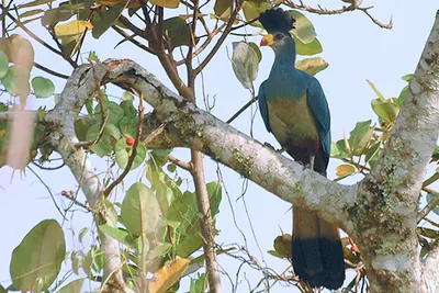 Great Blue Turaco