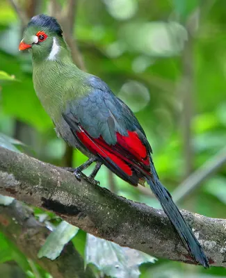 White-cheeked Turaco