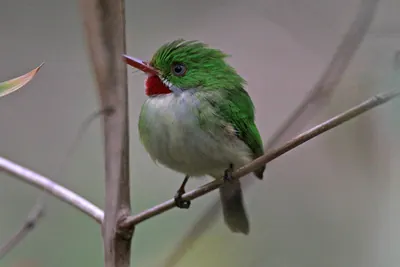 Jamaican Tody