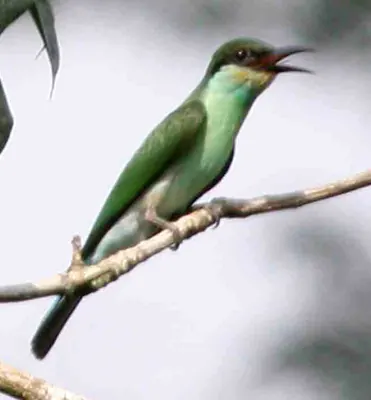 Blue-throated Bee-eater