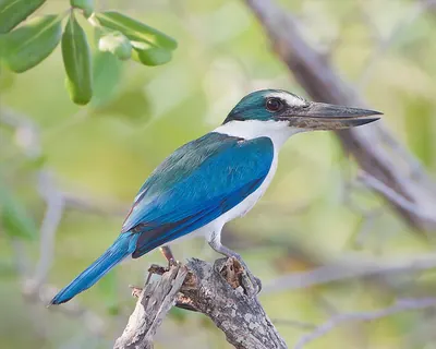 White-collared Kingfisher
