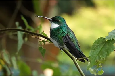 White-throated Hummingbird