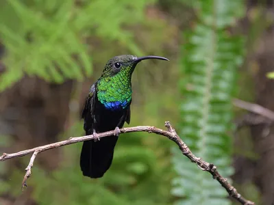 Green-throated Carib