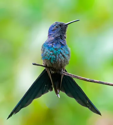 Swallow-tailed Hummingbird