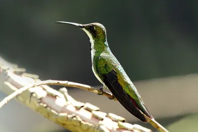 Black-throated Mango