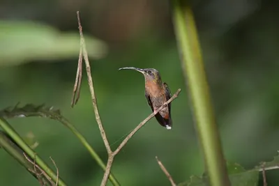 Rufous-breasted Hermit