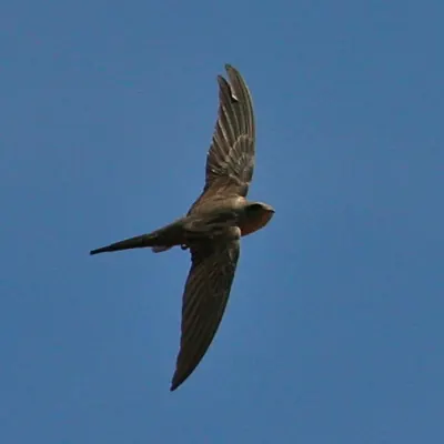 Palm Swift