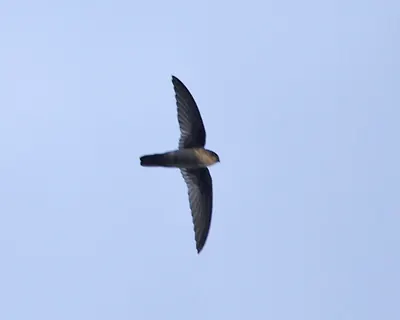 Uniform Swiftlet