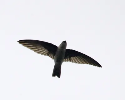 Edible-nest Swiftlet