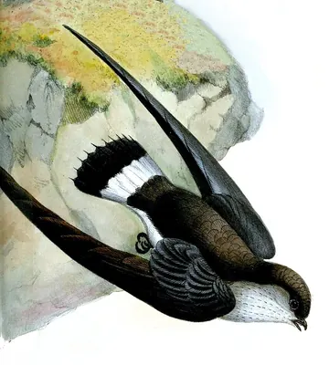 Cassin's Spinetail
