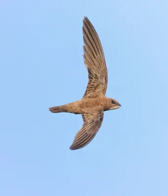 Alpine Swift