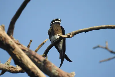 Whiskered Treeswift