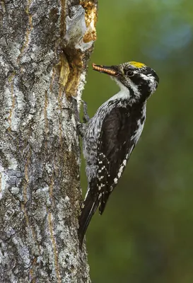 Eurasian Three-toed Woodpecker