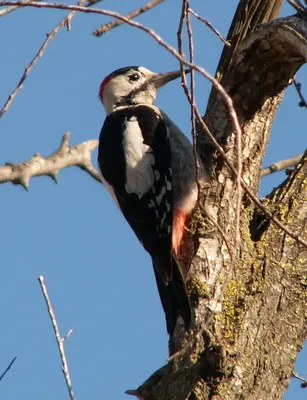 Syrian Woodpecker