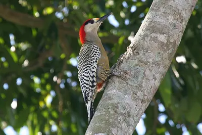 West Indian Woodpecker
