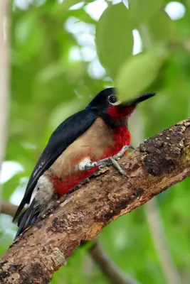 Puerto Rican Woodpecker