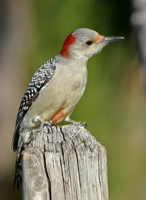 Zebra woodpecker