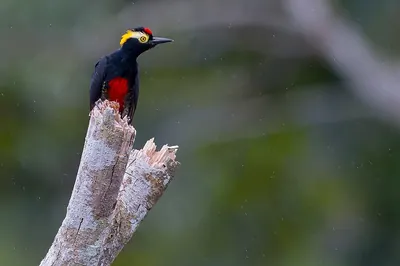 Yellow-tufted Woodpecker