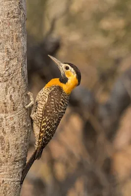 Field Flicker