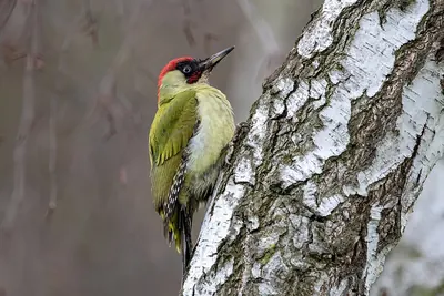 Green woodpecker