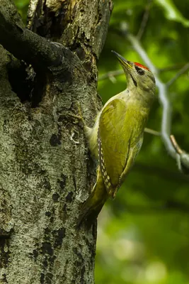 Grey-headed Woodpecker