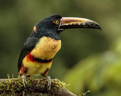 Collared Araçari