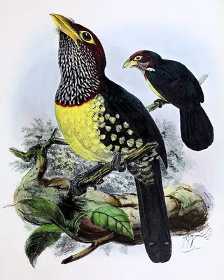 Yellow-billed Barbet