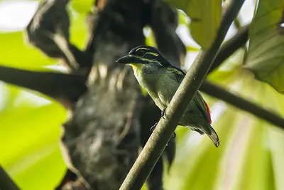 Red-rumped Tinkerbird