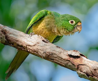 Olive-throated Parakeet