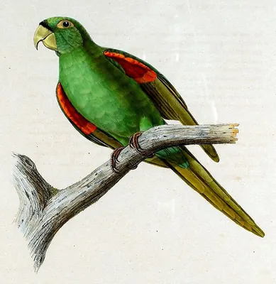 Hispaniolan Parakeet