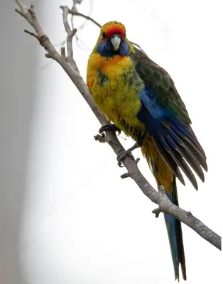 Green Rosella