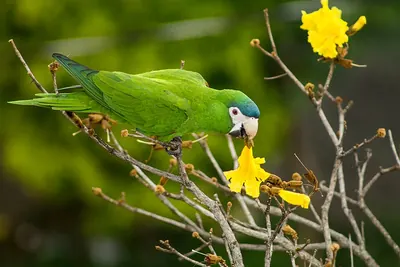 Northern Red-shouldered Macaw