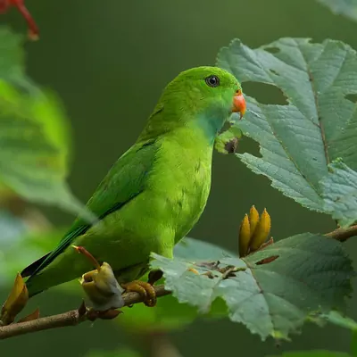 Vernal Hanging Parrot