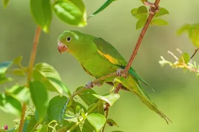 Yellow-chevroned Parakeet