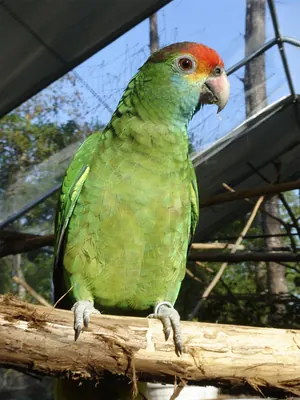 Red-browed Parrot