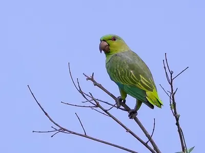 Short-tailed Parrot
