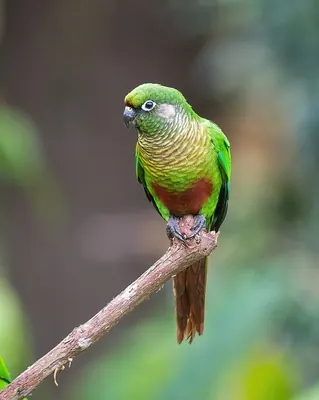 Reddish-bellied Parakeet