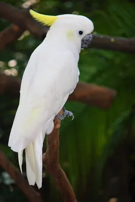 Yellow-crested Cockatoo