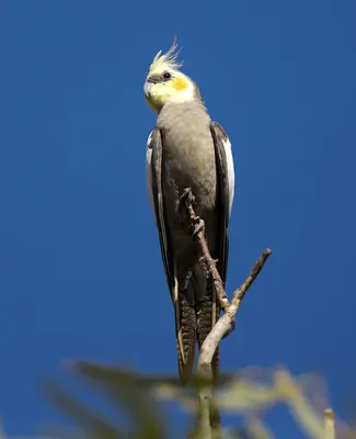 Cockatiel
