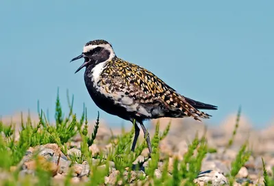 Pacific golden plover