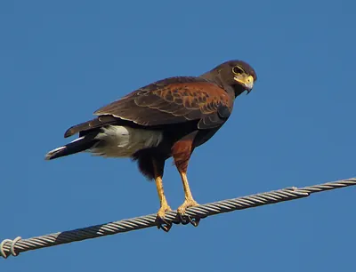 Harris's Hawk