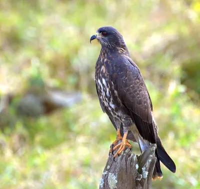 Snail Kite