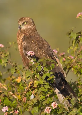 Western Marsh Harrier