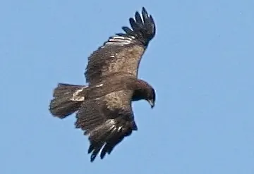 Lesser spotted eagle