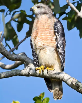 Red-shouldered Hawk
