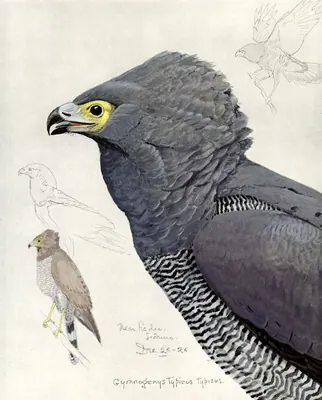 Gymnogene