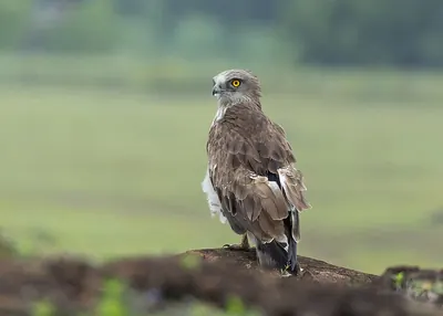 Short-toed Snake-eagle