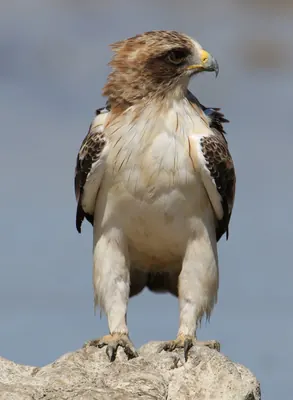 Booted eagle