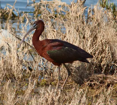Glossy Ibis
